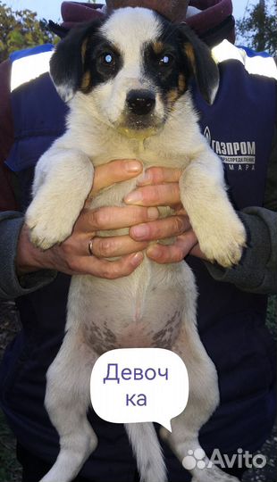 Собака в добрые руки отдам бесплатно