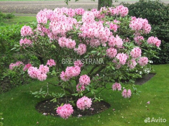 Рододендрон Cosmopolitan/С20 60-80 см