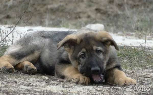 Овчарки с фермы-крепкие вольерные щенки подростки