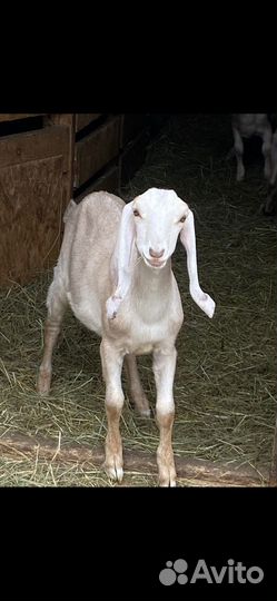 Англо нубийские козы