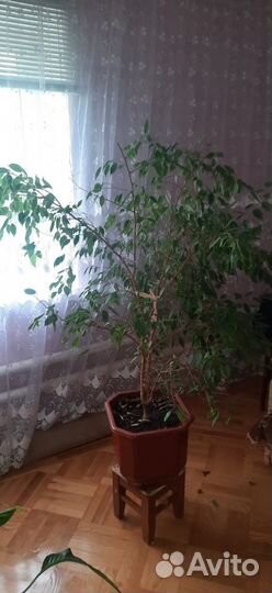 Фикус Бенджамина