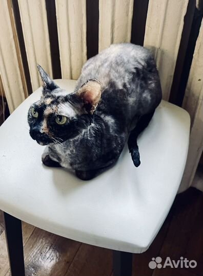 Кошка Канадского сфинкса