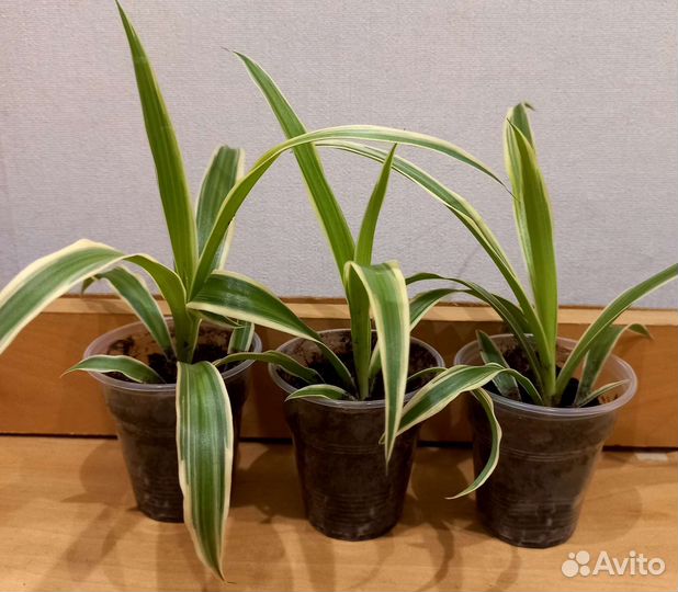 Хлорофитум хохлатый