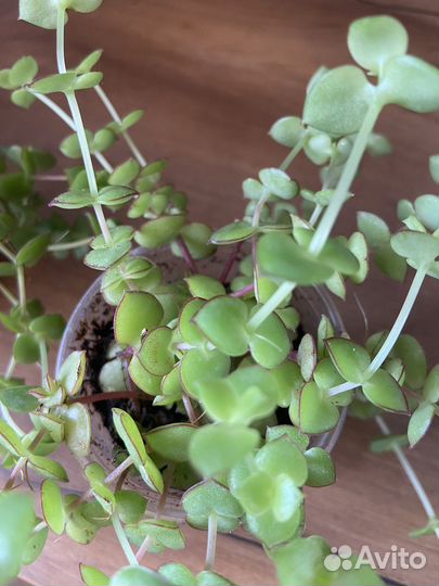 Красула пеллюцида