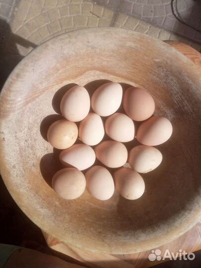 Яйца куриные и цесариные- птица убойная из лпх