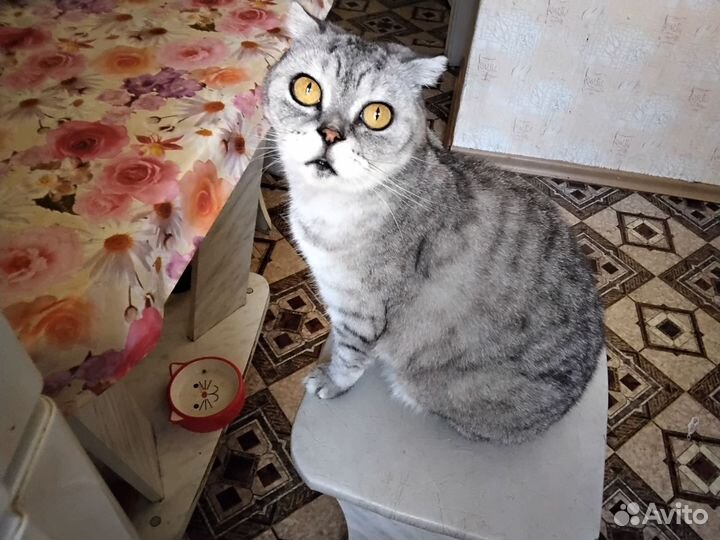 Шотландский вислоухий кот
