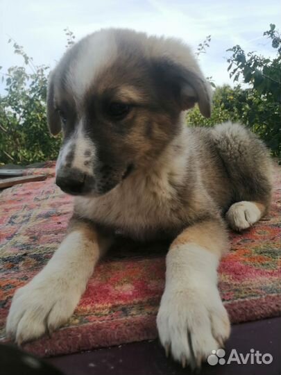 Собака в добрые руки щенок