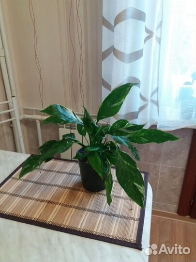 Спатифиллум даймонд