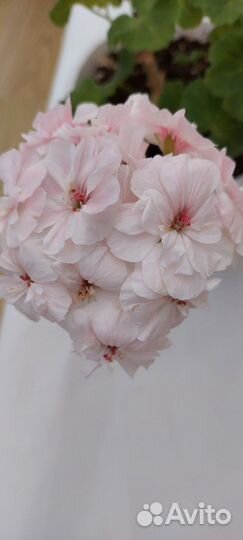 Пеларгонии