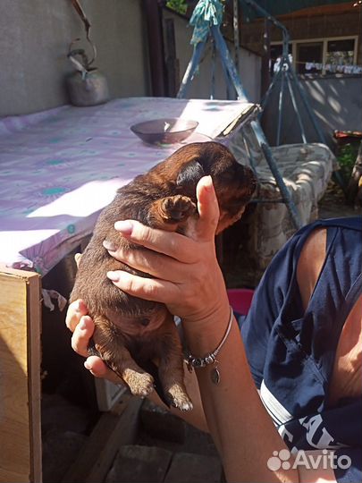 Метис Ягдтерьера и Джекрассел а