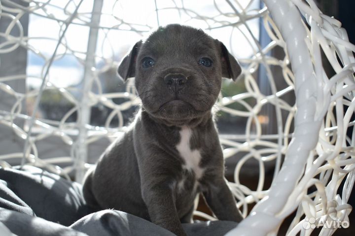 Стаффордширский бультерьер щенки