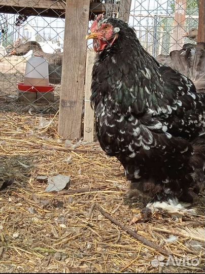 Инкубационное яйцо кохинхина