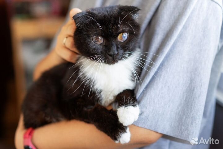 Кроткая и нежная вислоушка с космическими глазами