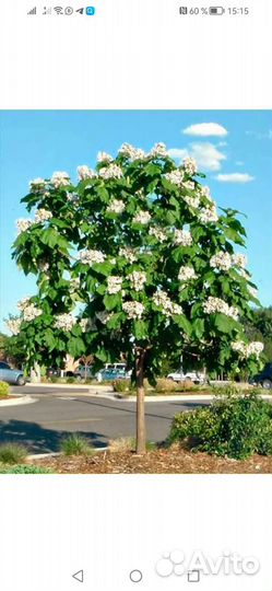 Саженцы катальпы