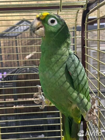 Попугай Амазон