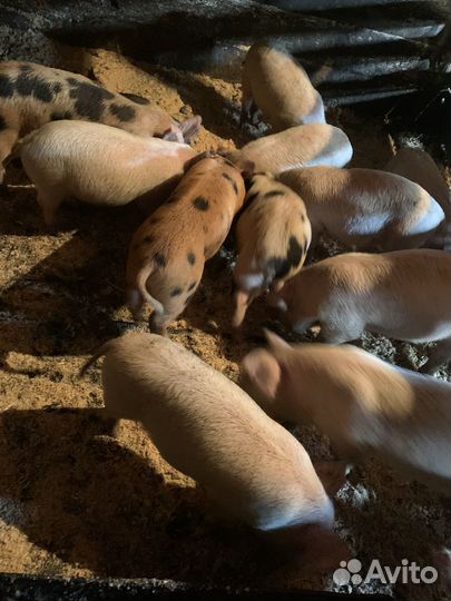 Поросята