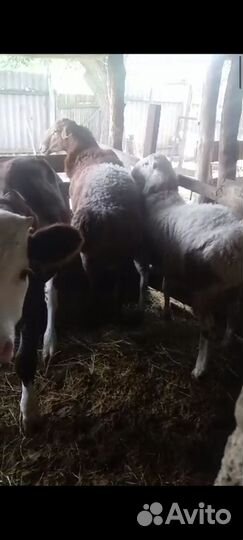 Бараны гиссарские