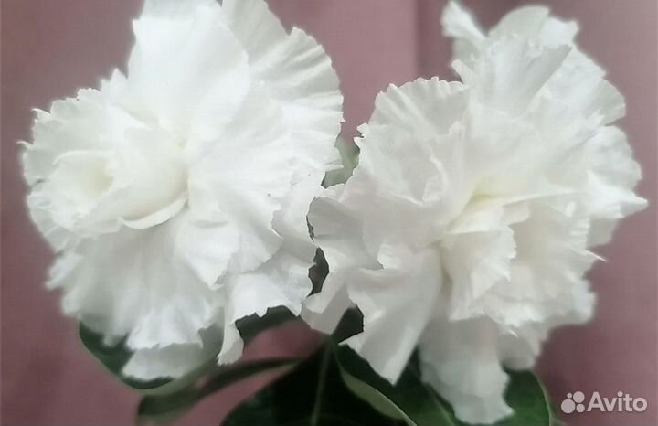 Адениум прививка