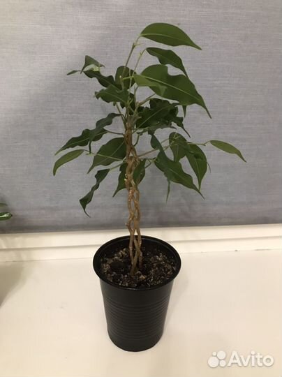 Бенджамина