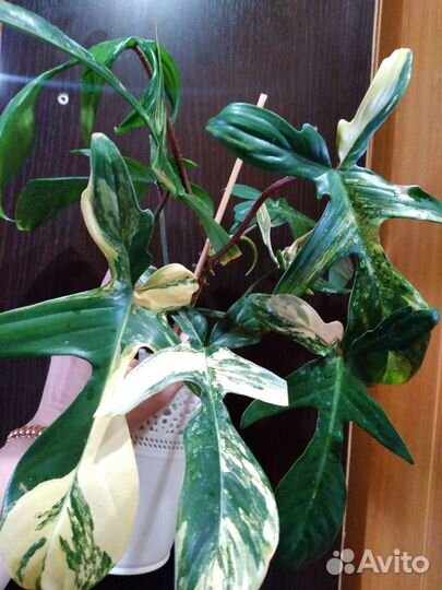 Филодендрон Маска -Magic Mask