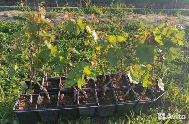 Саженцы винограда