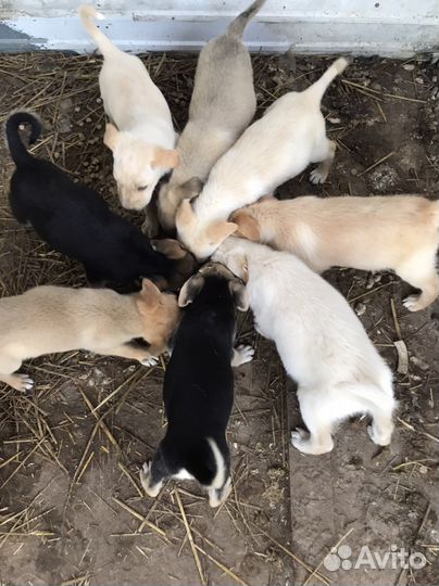 Щенки восточноевропейской овчарки