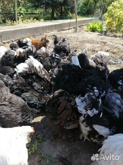 Куры петухи