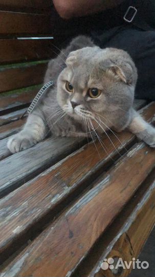 Вязка с титулованным шотландским котом