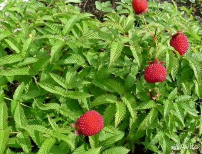 Тибетская малина саженцы