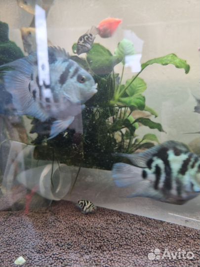 Сапфировый попугай