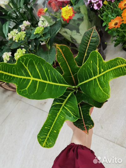 Кодиеум Кротон в ассортименте