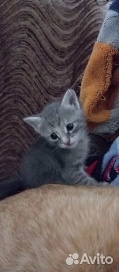 Отдам в добрые руки