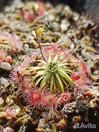 Хищное растение росянка drosera pygmaea pygmy
