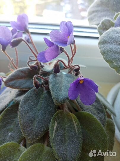 Комнатные цветы фиалки