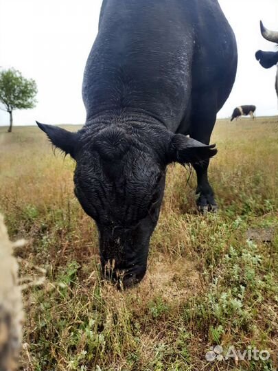 Племенной бык