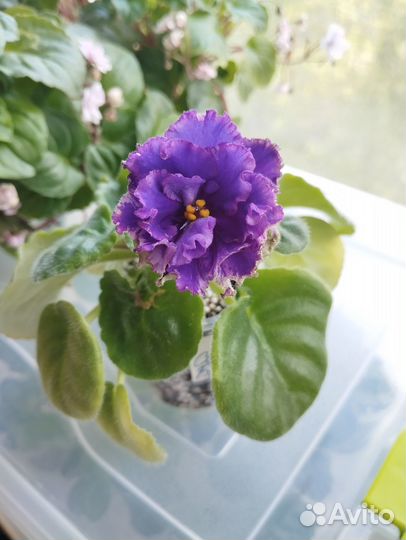 Сортовые фиалки цветущие