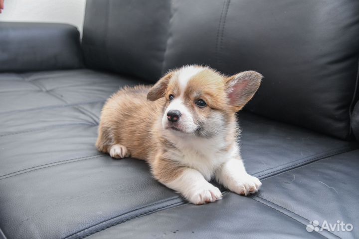 Щенки корги