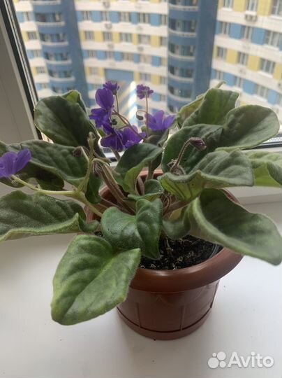 Фиалка Фиолетовая