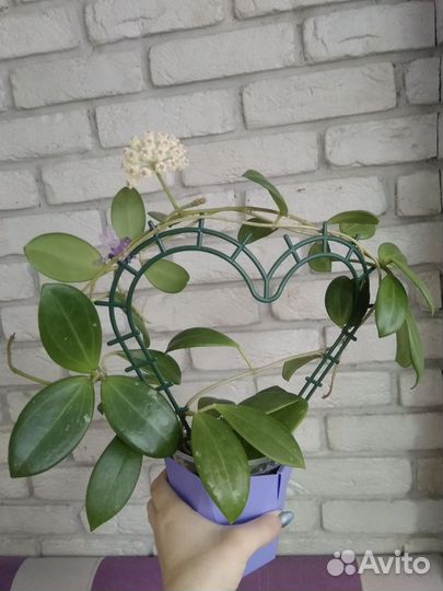 Монстера Адансона Вариегатная