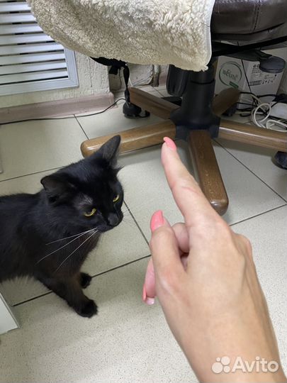 Кошка в добрые руки