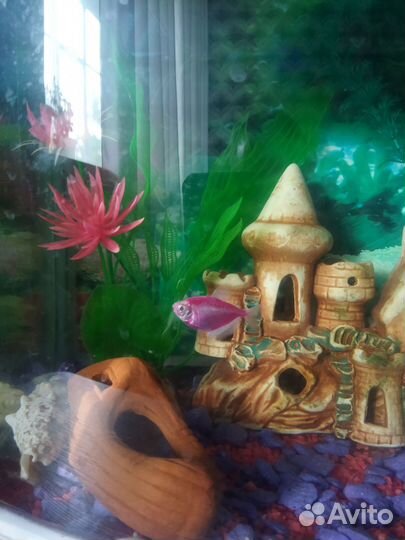 Аквариум