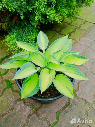 Хоста растение