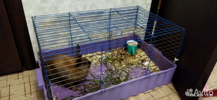 Кполик с клеткой