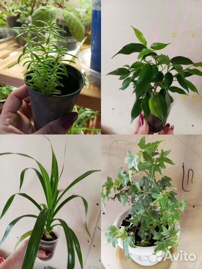 Панданус,фиалки,фикусы, пеларгонии,хедера,седум