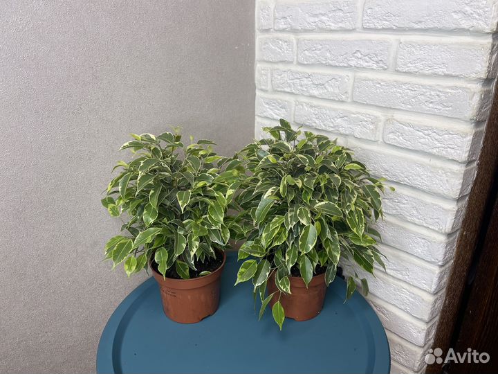 Фикус бенжамина кинки комнатные цветы
