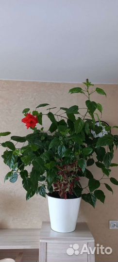 Гибискус махровый