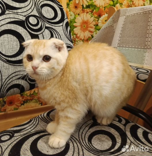 Шотландские вислоухие котики