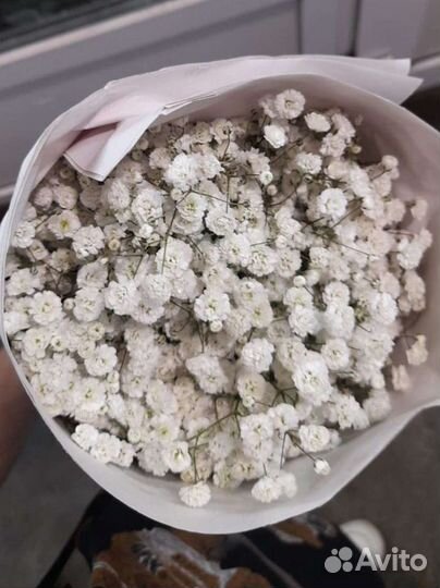 Гипсофила опт