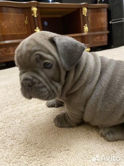 Американские булли экзоты