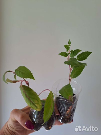 Комнатные цветы разные